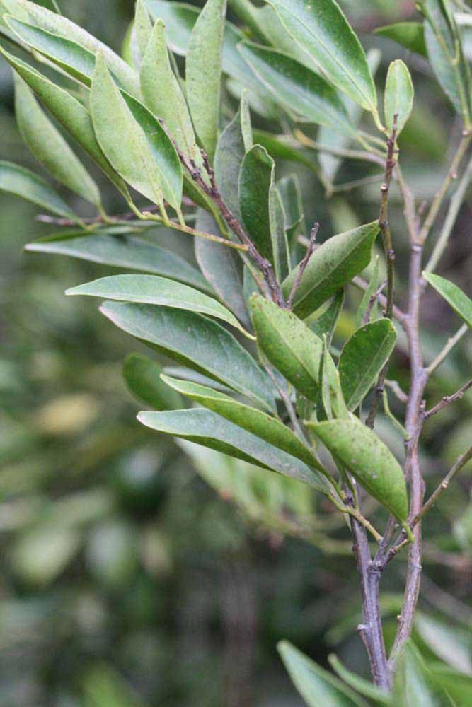              Sun leaves (Riverside, CA)       